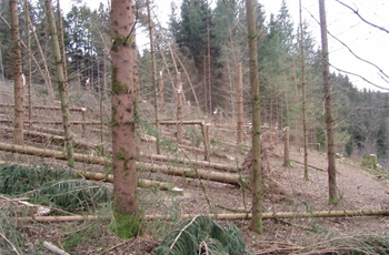 Förderung Katastrophen Waldbestand